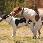 1. なぜ異性に恋愛感情を抱くのか?~動物生態学から解明