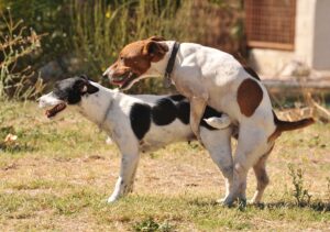 1. なぜ異性に恋愛感情を抱くのか?~動物生態学から解明